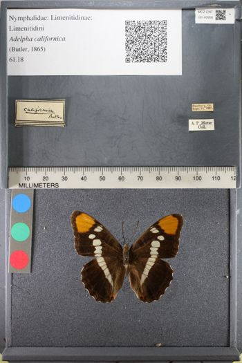 Media type: image;   Entomology 140956